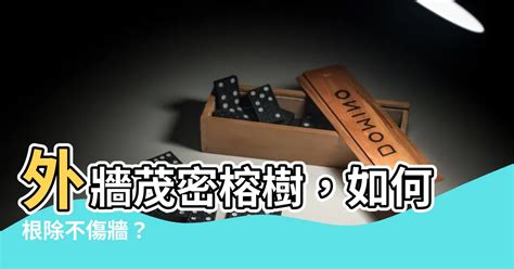 外牆除樹|【牆上長樹與風水】牆壁長樹該找誰處理 